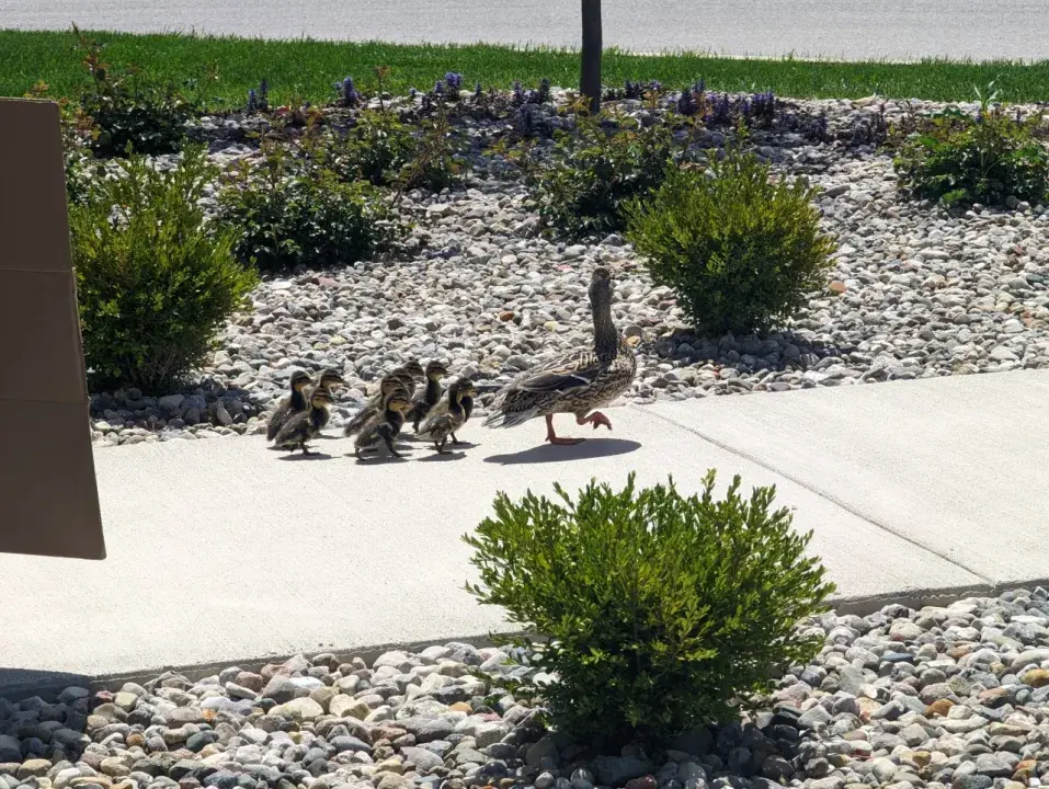 Featured Image for Fort Wayne, IN | Cedarhurst of Fort Wayne hosts birthday party for ducks born on property