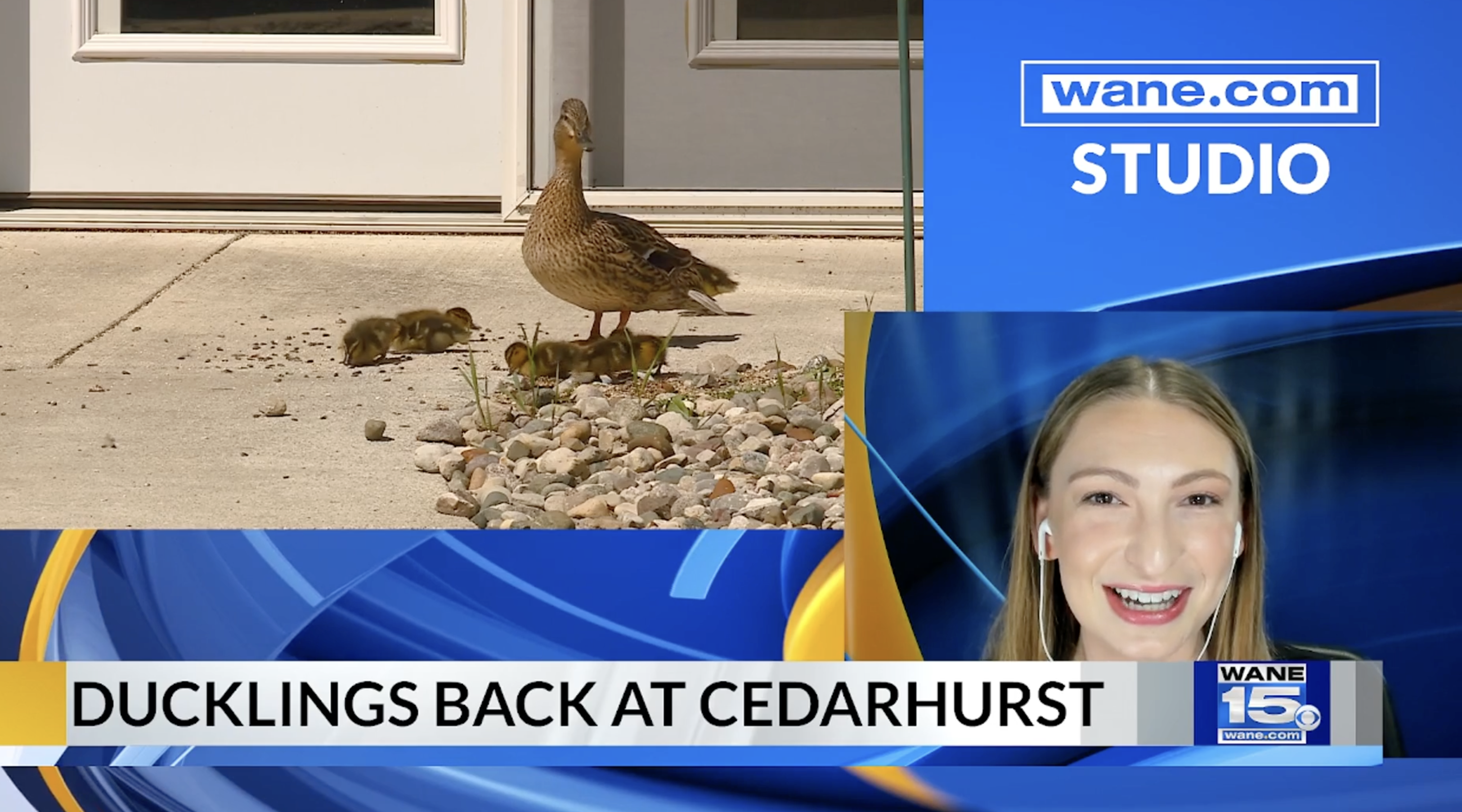 Featured Image for Fort Wayne, IN | Ducklings hatch at Fort Wayne senior home